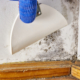 Mold Remediation Services: What to Do After Discovering Mold Growth at Home or the Office