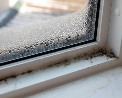 Moist mold and fungus in window and frame
