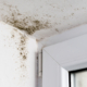 Minimizing the Health Risks of Mold in Hospitals With Prevention and Remediation Solutions